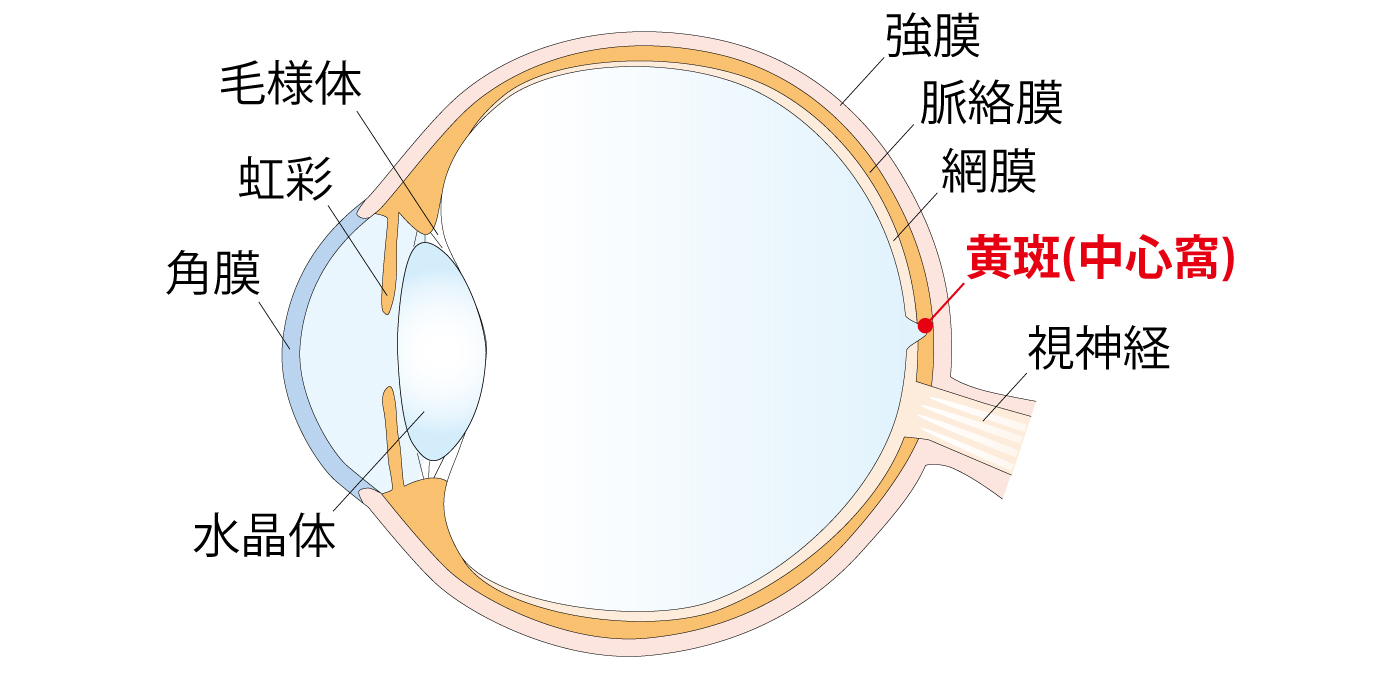 目の構造